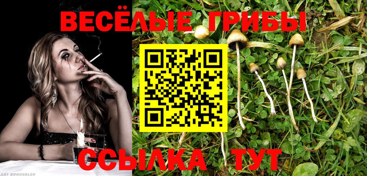 Галлюциногенные грибы Psilocybe  Псилоцибиновые грибы ЛСД  Гай 